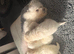 Beautiful Bichon Frise Puppies - 3 Girls