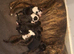 Staffy cross puppies