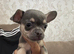 Chihuahua x