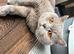 Pedigree British shorthair kittens