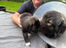 Coming soon! 7 beautiful, big, chunky pure bred Caucasian Shepherd pups for sale.