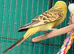 Young Budgies 8 to 10 Weeks PLEASE READ AD