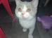 Full british short hair kitten