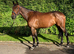Smart chunky 4yr Irish bay gelding TB 16hh