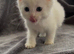 White kitten and tuxedo kittens ready to leave