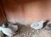 26 adult quails for sale