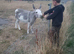 Miniature Mediterranean Donkeys