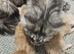 Poly maine coon kitten Tica reg