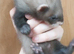 Ferret kits, silvers and agoutis