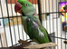 2 year old Alexandrine