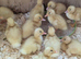 Cherry Valley Duck Hatching Eggs X 6