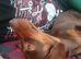 Sister dachshunds rehome together