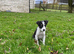 Border Collie Pups