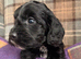 Gorgeous Cockapoo Puppies