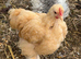 Young Pekin Bantam Cockerels