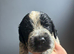 Cockapoo puppies