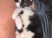 11 week old kitten girl