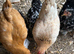 Bantam hens
