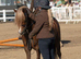 Lr m&m pony