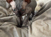Sphynx canadian kittens