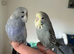 Baby budgies
