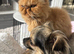 Persian cat for sale