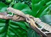 Red Ambilobe Panther Chameleons at Birmingham Reptiles