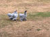 Trio of Lavender Pekin Bantams