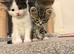 Kittens !!!