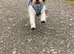 Lhasa lapso x jack Russell