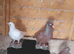 5 pigeons for sale
