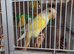 Lutino conure needs special home