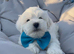 Bichon babies
