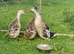 SILVER APPLE YARD DUCK HATCHING EGGS x6 or more if required