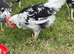 Roosters available to new homes