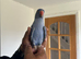 Baby violet Indian Ringneck for sale