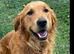 Beautiful RKC puppies golden retriever