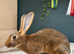 Belgian Hare Bucks pure