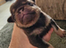 Pug litter