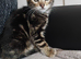 Pedigree Bengal kittens for sale