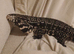 Tegu monitor