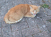 Loving home needed for 12 year old Bow neutered