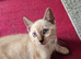 Bengal x Siamese kittens
