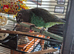 Myers Parakeet