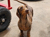 Mini dachshund female