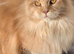 Adult Tica registered Girl
