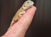 Baby bearded dragons