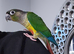 GC conure tamed