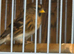 Pair of redpolls