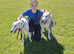 Dog Walking and Day care.